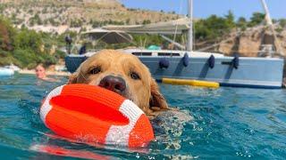 Golden Retriever First Time on a Yacht