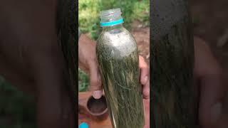 MEMBUAT MINUMAN SODA DARI DAUN PINUS