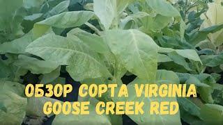 Обзор сорта Virginia Goose Creek Red Virginia GGR