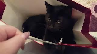 Black Cats --- CAT COMPILATION