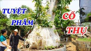 Thăm vườn bonsai cổ thụ kinh điển của Tây Nguyên - ĐỘC LẠ BÌNH DƯƠNG