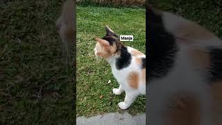 Manjanya sikucing kucing #kucing #Indonesia #viral #shorts #youtubeshorts