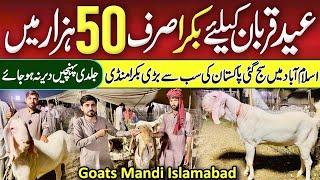 Bakra Mandi in Bhata Chowk Islamabad  Latest Bakra Mandi Updates 12 June 2024 @arshadkhanideas