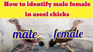 Aseel chicks male or female ki pehchaan  How to identify chicks male and female  Aseel chicks