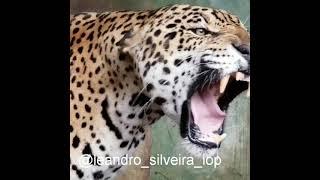 Jaguar roar