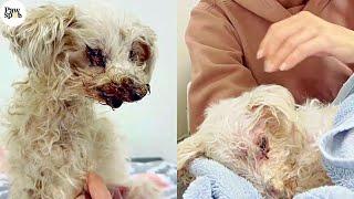 Dog Rescued After Being Dumped On The Side Of The Road In Her Final Hours