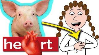 The first pig-human heart transplant