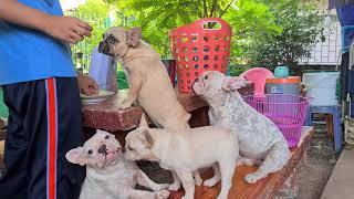 กินมะม่วงเปรี้ยวๆ เฟรนบลูด็อก french bulldog