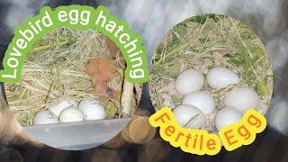 Lovebird egg hatchingFertile egg