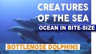 Creatures of the Sea - Friendly Bottlenose Dolphins