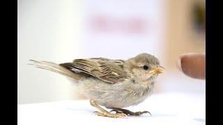 what to Feed a baby Sparrow