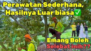 🟡🟢MUSANG KINGDURI HITAM DAN BAWOR BERBUAH LEBATPERAWATAN SEDERHANA HASILNYA LUAR BIASAABN FARM