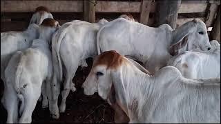 Bezerros indubrasil da Fazenda Colinas - Progênie do Bacana da Rouxinol CR