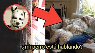 LA PERTURBADORA RECOPILACIÓN de los PERRO QUE PARECEN HUMANOS #viral