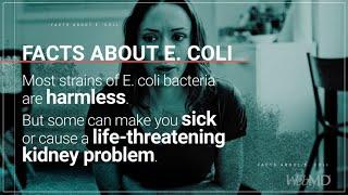 The Basics E. Coli  WebMD