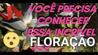 VENHA CONHECER ESSA ENCANTADORA  FLORAÇÃO SUCULENTA MARMORATA