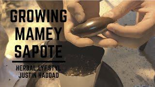 How To Grow Mamey Sapote From Seed