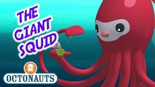 Octonauts - The Giant Squid  Series 1  Full Episode  Cartoons for Kids