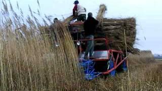 Seiga reed harvester