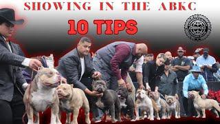 ABKC SHOW TIPS  AMERICANBULLY  DOG