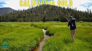 Fly Fishing Small Creeks for LEGENDARY Trout  CALIFORNIA GOLD - A trout fishing film