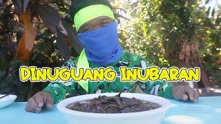 DINUGUAN NA MAY UBAD NG SAGING