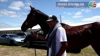 Индейцы США устроили скачки на неоседланных лошадях в Оклахоме