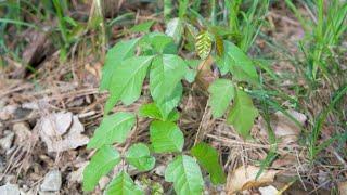 Poison Ivy Toxicodendron radicans - Plant Identification