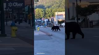 Gatlinburg Bear Walking Through Downtown This Morning #gatlinburg