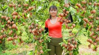 Harvesting Sapodilla Fruit Goes To Market Sell - Grow spinach  Phuong Free Bushcraft