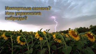 Стоит ли покупать импортные семена подсолнечника?