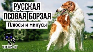  Русская псовая борзая плюсы и минусы породы