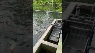 Pembersih filter kolam ikan otomatis