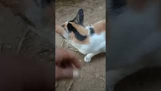 Kucing betina manja tidak mau kawin #shorts #videoshorts