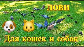 Новый фильм - Для кошек и собак