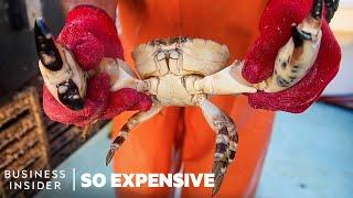 Why Stone Crab Claws Are So Expensive  So Expensive