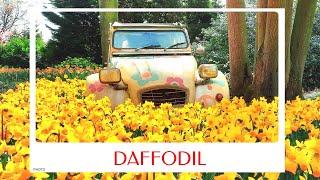 calm journey into the realm of beautiful daffodil flowers abandoned Citroën 2CV and daffodil tour