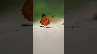 WildLife 80 butterfly beautiful dance part2