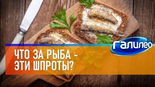 Галилео  Что за рыба - эти шпроты?