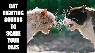 Cat Fighting Sounds to Scare Cats #4