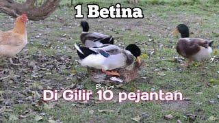 Bebek kawin 1 betina  di kawin 10 pejantan