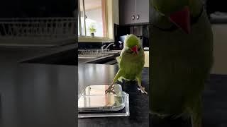 Adorable Parrot Plays Peek-a-Boo With Themselves