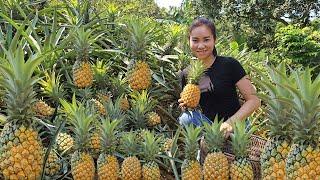 Harvest pineapples to sell at the market. The life of a single mother on a mountain farm