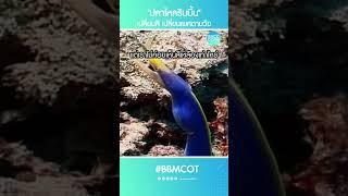 ปลาไหลริบบิ้น เปลี่ยนสี เปลี่ยนเพศตามวัย #สารคดีสัตว์ #ปลาไหลริบบิ้น #ปลาไหลมอเรย์ #Shorts