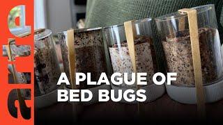 Bed bugs are back  ARTE.tv Documentary