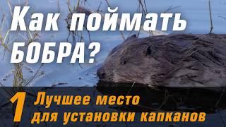 Как поймать бобра? Лучшее место для капкана