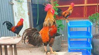 Rooster calling sound