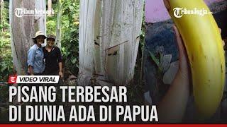 PISANG TERBESAR DI DUNIA ADA DI PAPUA