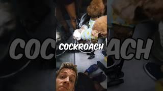 cockroach in elevator #viral #funny #cockroach