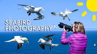 Making The Time To Photograph What You Love  Photographing Seabirds in Scotland